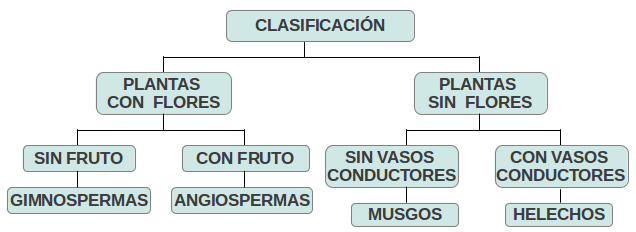 BiologÍa 6 Y 7 3 Lección Reino Vegetal 3 Lección Reino Vegetal